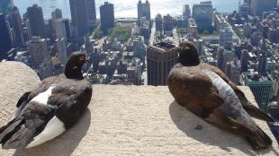 Pigeons in the city