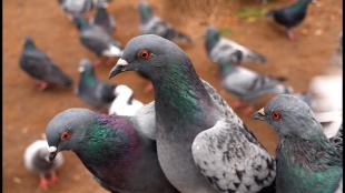 Group of pigeons standing close to each other, showing their grey bodies, whitish wings and iridescent green and purple head and neck feathers.