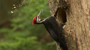 Pileated Woodpecker