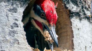 Pileated Woodpecker carving cavity in tree