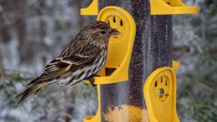 Pine Siskin at bird feeder