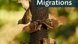A flock of Pine Siskins at a birdfeeder