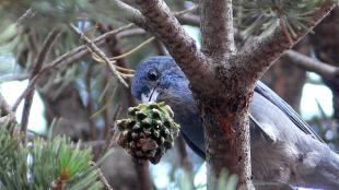 Pinyon Jay