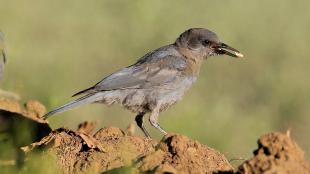 Pinyon Jay