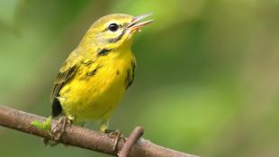 Prairie Warbler perched on branch, beak open, singing