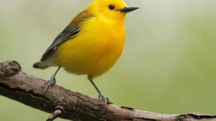 Prothonotary Warbler