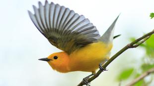 Prothonotary Warbler