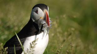 Puffin with fish in its beak