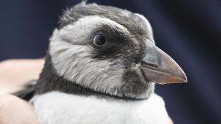 A Puffling on the Isle of May, captured and safely released after wandering into town