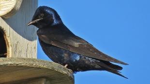 Purple Martin perched at a nest box