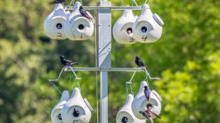 Purple Martins perch at an "apartment" of numbered plastic gourds for them to nest in.