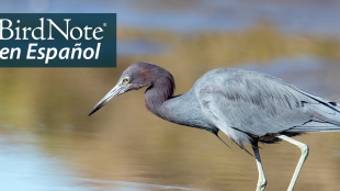 A Little Blue Heron stalks through water at a shoreline in sunlight. The heron has light blue body, a purplish neck and a very long sharp pointed beak. "BirdNote en Español" appears in the top left corner. 