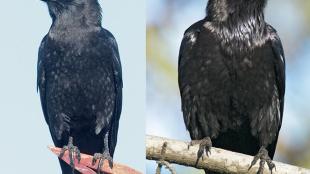 American Crow and Common Raven