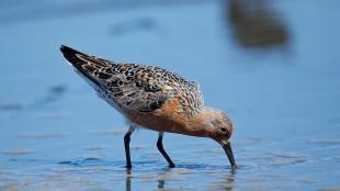 Red Knot probing for food