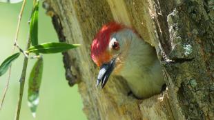 A Red-bellied Woodpecker peeks its head out of its nest in a tree trunk. The bird has a red patch on its head, a red eye, light throat and neck, and black beak.