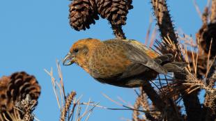 Red Crossbill clinging to branch bearing pine cones. 