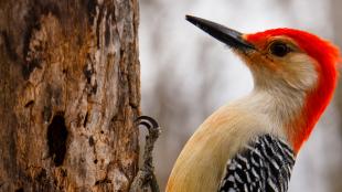 Red-bellied Woodpecker