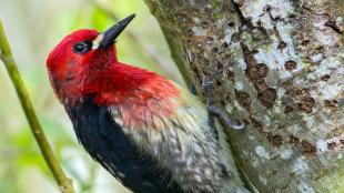 Red-breasted Sapsucker clinging to side of tree, the bark with small holes pecked in it