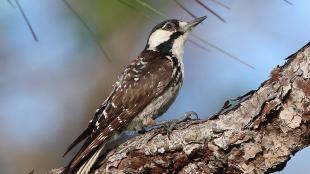 A slender brown bird seen in profile, with a white and black head and patterned wings 