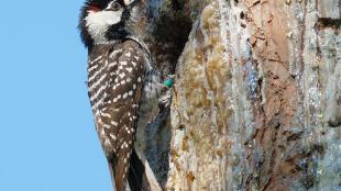 Red-cockaded Woodpecker foraging at sap drip on tree