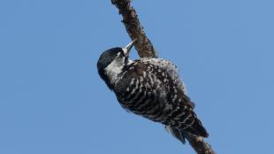 Red-cockaded Woodpecker clinging to a diagonal branch