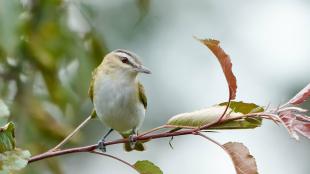 Red-eyed Vireo