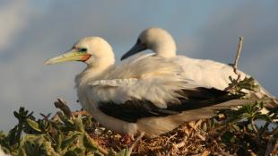 Pair of Red-footed Boobies perched in nest, with partly cloudy sky in background