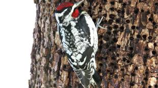 Red-naped Sapsucker