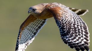 Red-shouldered Hawk in flight