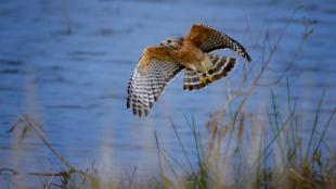 Red-shouldered Hawk