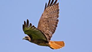 Red-tailed Hawk in flight