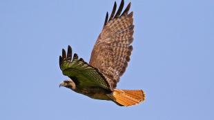 Red-tailed Hawk flying in sunlight against clear blue sky