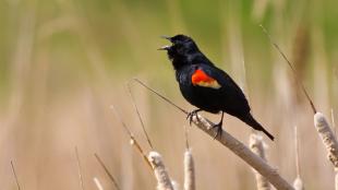 Red-winged Blackbird