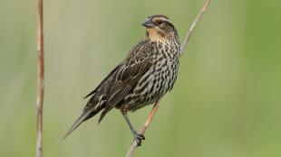 Female Red-winged Blackbird perched on a stem, her head turned toward her right shoulder