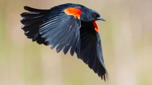 A Red-winged Blackbird flies, his wings on a down stroke and his red orange shoulder patch glowing