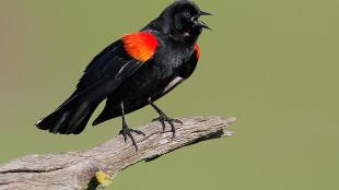 Red-winged Blackbird