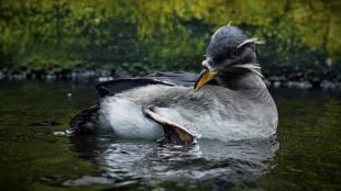 Rhinocerous Auklet grooming