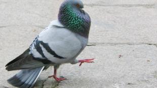 A Rock Pigeon seen in profile, high-stepping along over paving stones 