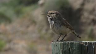 A Rock Wren singing while perched on a fence post