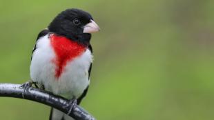 Rose-breasted Grosbeak