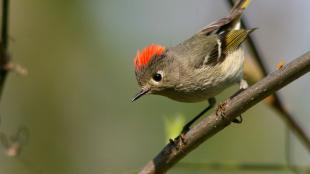 Ruby-crowned Kinglet