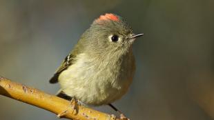 Ruby-Crowned Kinglet