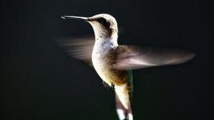 A Ruby-throated Hummingbird hovers mid-air against a black background. Its wings are a colorful blur.