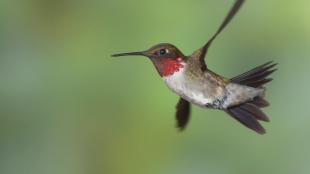 Male Ruby-throated Hummingbird in flight, with diffuse greenery in background