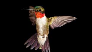 Ruby-throated Hummingbird