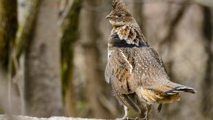 A male Ruffed Grouse standing on a log, with trees in the background