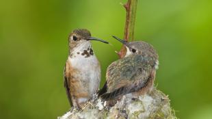 Rufous Hummingbird at nest with her chick