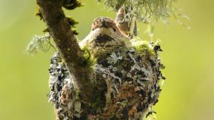 Rufous Hummingbird on her nest