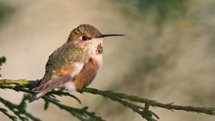 Rufous Hummingbird perched