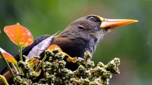 A Russet-backed Oropendola looks out above a fruiting branch. The bird is dark brown and has a long narrow sharp orange beak.